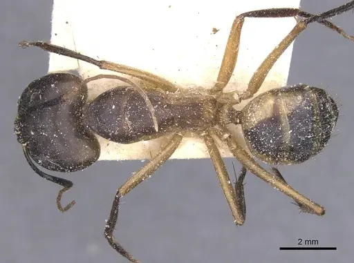 Camponotus maculatus - CASENT0911976