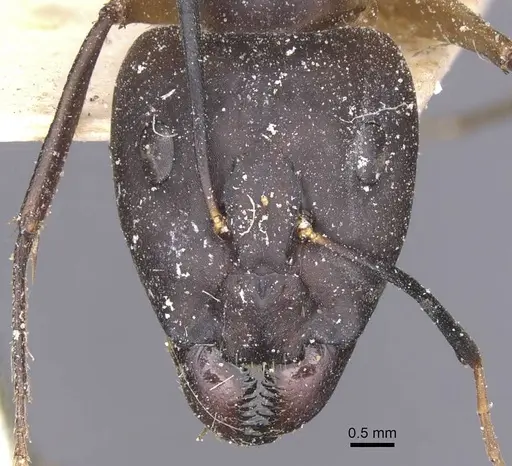 Camponotus maculatus - CASENT0911976