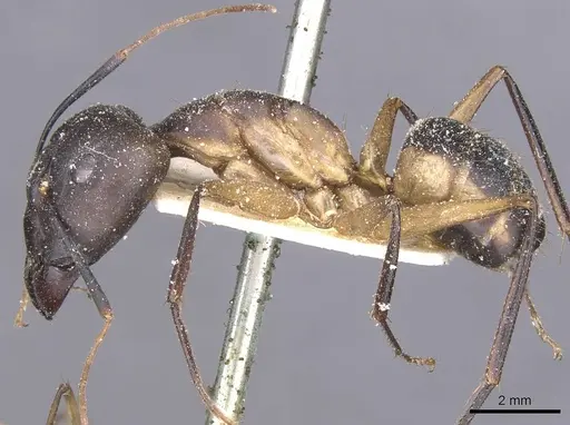 Camponotus maculatus - CASENT0911976
