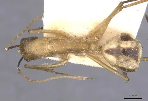 Camponotus maculatus - CASENT0911977