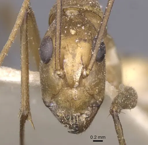 Camponotus maculatus - CASENT0911977