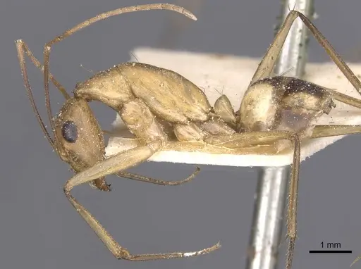 Camponotus maculatus - CASENT0911977