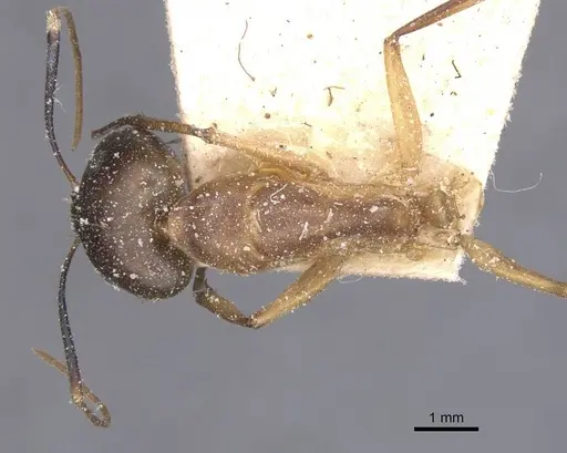 Camponotus maculatus - CASENT0911978