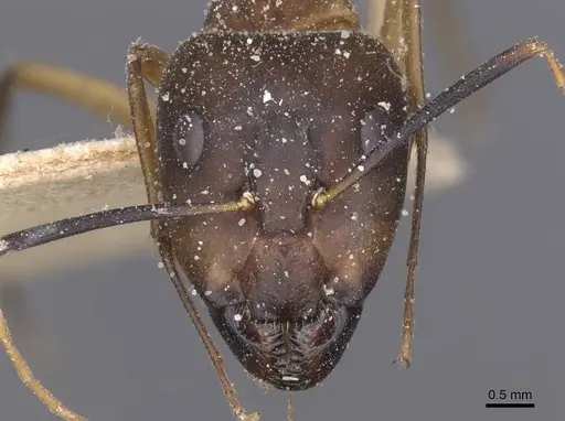 Camponotus maculatus - CASENT0911978