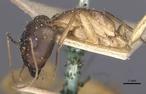 Camponotus maculatus - CASENT0911978