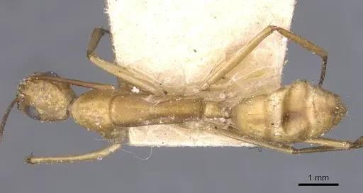 Camponotus maculatus - CASENT0911979