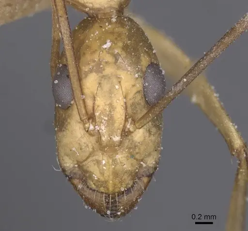 Camponotus maculatus - CASENT0911979