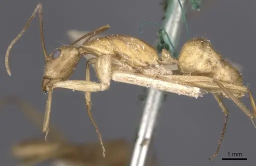 Camponotus maculatus - CASENT0911979