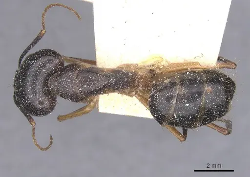 Camponotus maculatus - CASENT0911980