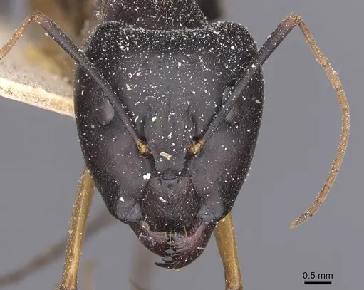 Camponotus maculatus - CASENT0911980