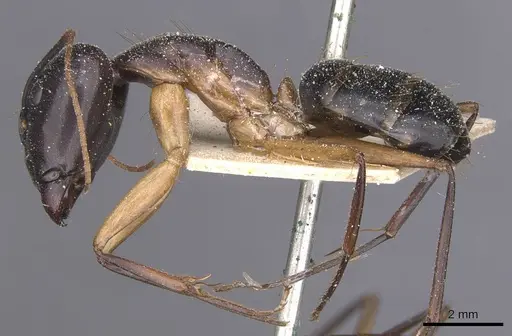 Camponotus maculatus - CASENT0911980