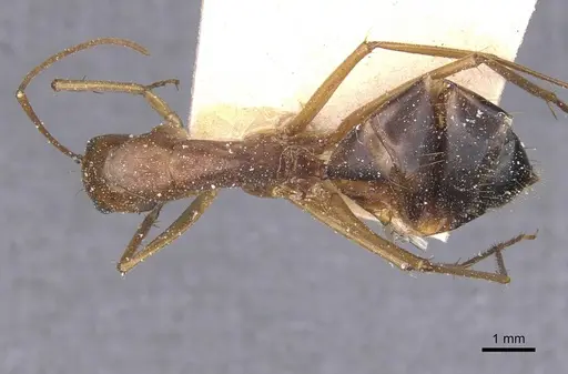 Camponotus maculatus - CASENT0911981