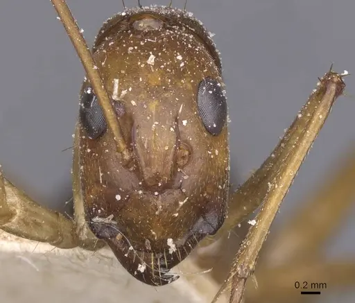 Camponotus maculatus - CASENT0911981