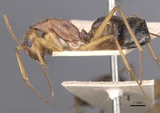 Camponotus maculatus - CASENT0911981