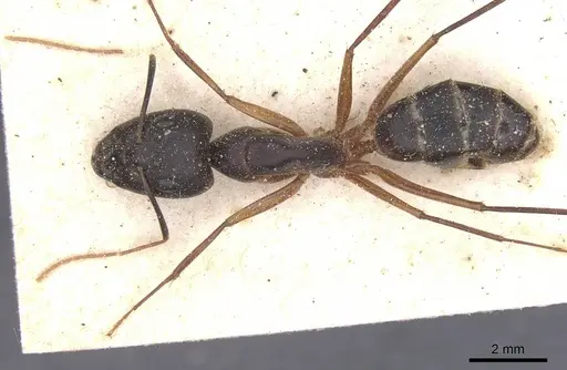 Camponotus maculatus - CASENT0911982