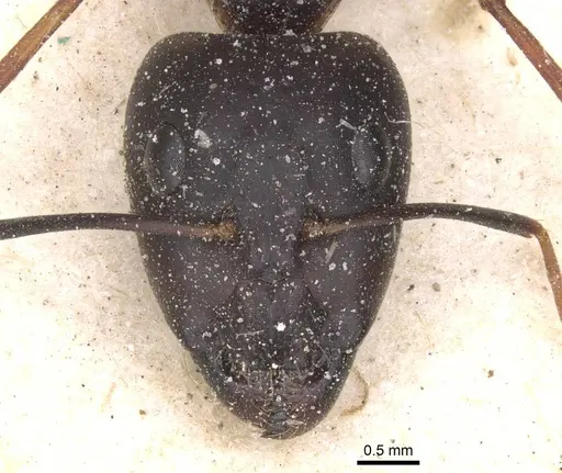 Camponotus maculatus - CASENT0911982