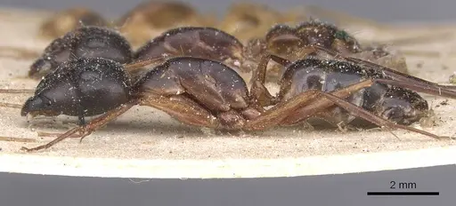 Camponotus maculatus - CASENT0911982