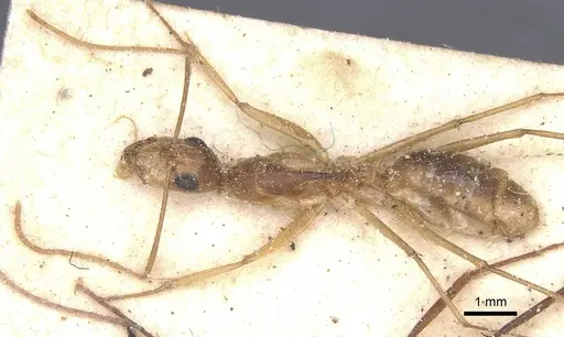 Camponotus maculatus - CASENT0911983