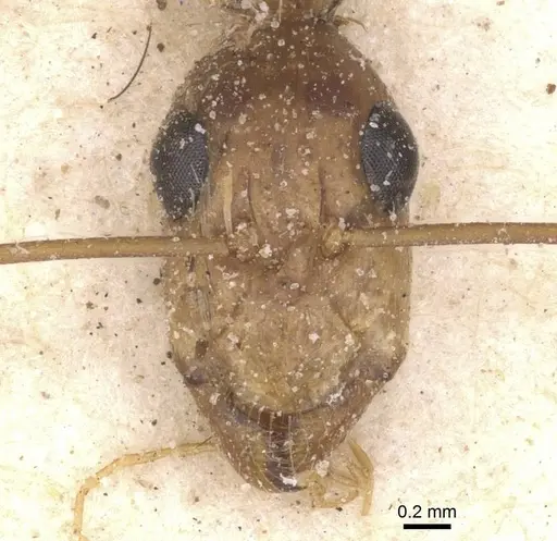 Camponotus maculatus - CASENT0911983