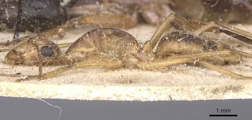 Camponotus maculatus - CASENT0911983