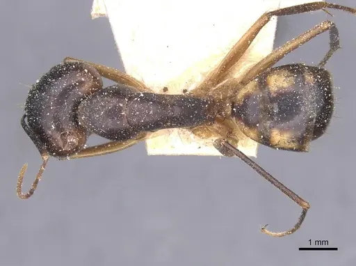 Camponotus maculatus - CASENT0911984