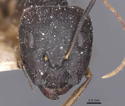 Camponotus maculatus - CASENT0911984