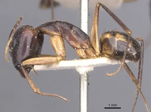 Camponotus maculatus - CASENT0911984