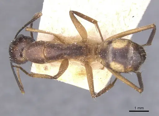 Camponotus maculatus - CASENT0911985