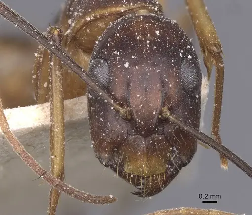 Camponotus maculatus - CASENT0911985