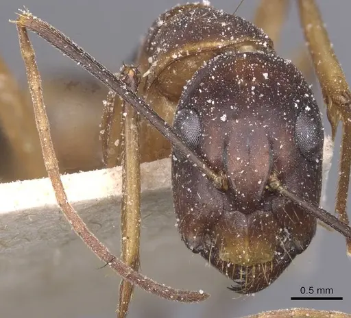 Camponotus maculatus - CASENT0911985