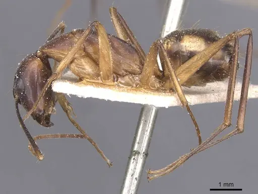 Camponotus maculatus - CASENT0911985