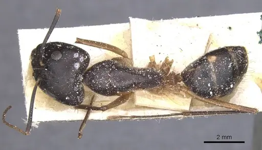 Camponotus maculatus - CASENT0911986