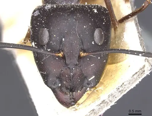 Camponotus maculatus - CASENT0911986