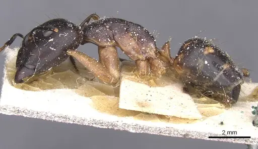 Camponotus maculatus - CASENT0911986