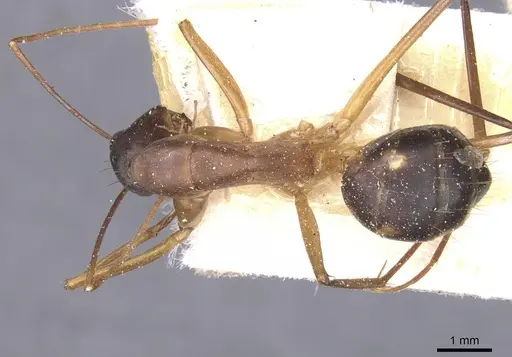 Camponotus maculatus - CASENT0911987