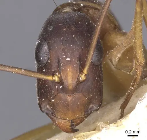 Camponotus maculatus - CASENT0911987