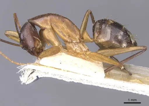 Camponotus maculatus - CASENT0911987