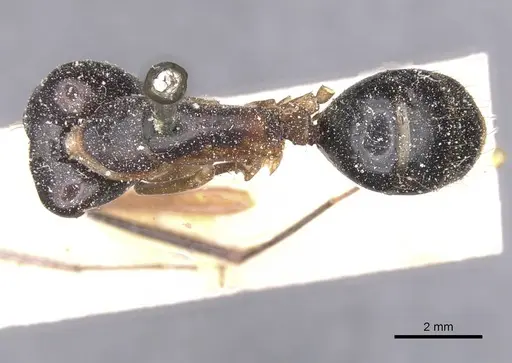 Camponotus maculatus - CASENT0911988