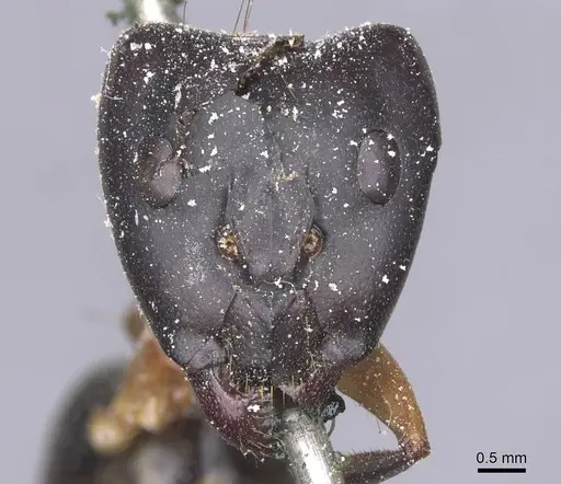 Camponotus maculatus - CASENT0911988