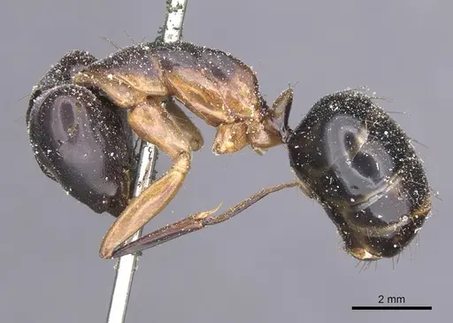 Camponotus maculatus - CASENT0911988