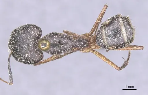 Camponotus maculatus - CASENT0911989