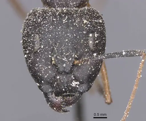 Camponotus maculatus - CASENT0911989