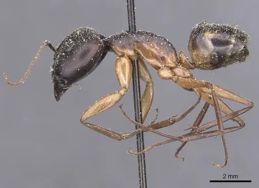 Camponotus maculatus - CASENT0911989