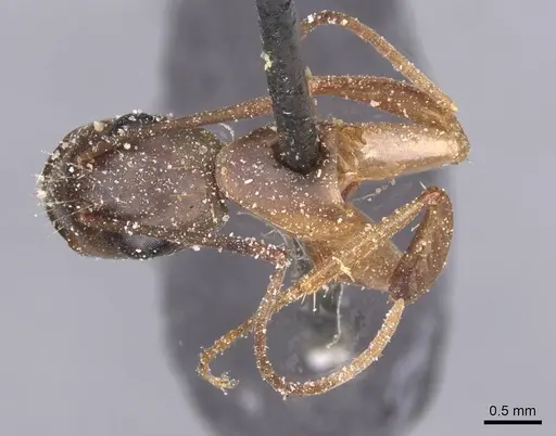 Camponotus maculatus - CASENT0911990