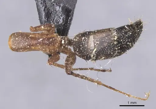 Camponotus maculatus - CASENT0911990