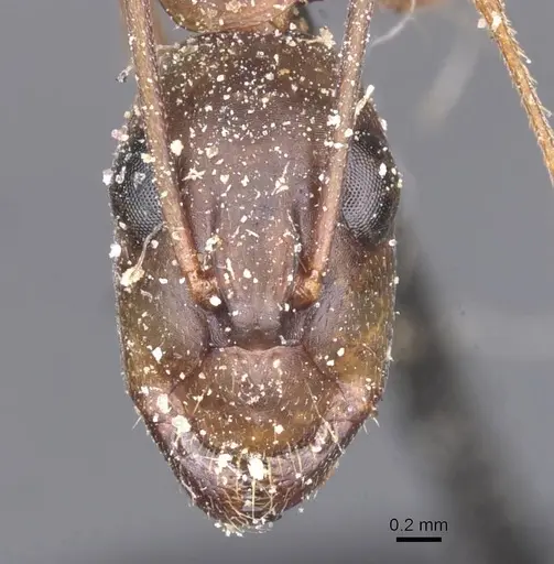 Camponotus maculatus - CASENT0911990