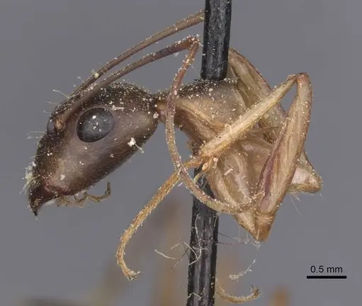 Camponotus maculatus - CASENT0911990