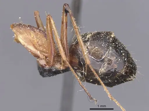 Camponotus maculatus - CASENT0911990