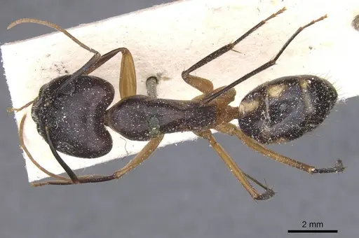Camponotus maculatus - CASENT0911991