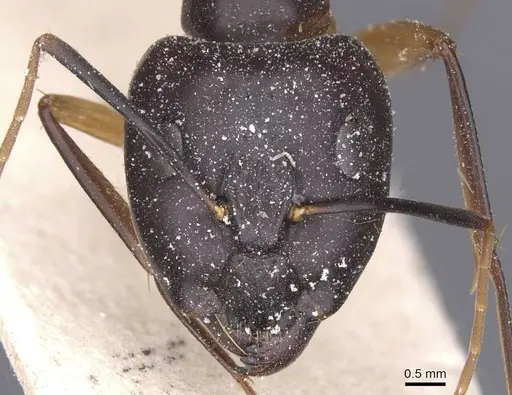 Camponotus maculatus - CASENT0911991